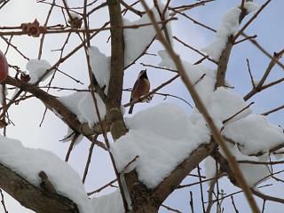 ◆いろいろな野鳥が訪れます。　　　　＠＠＠