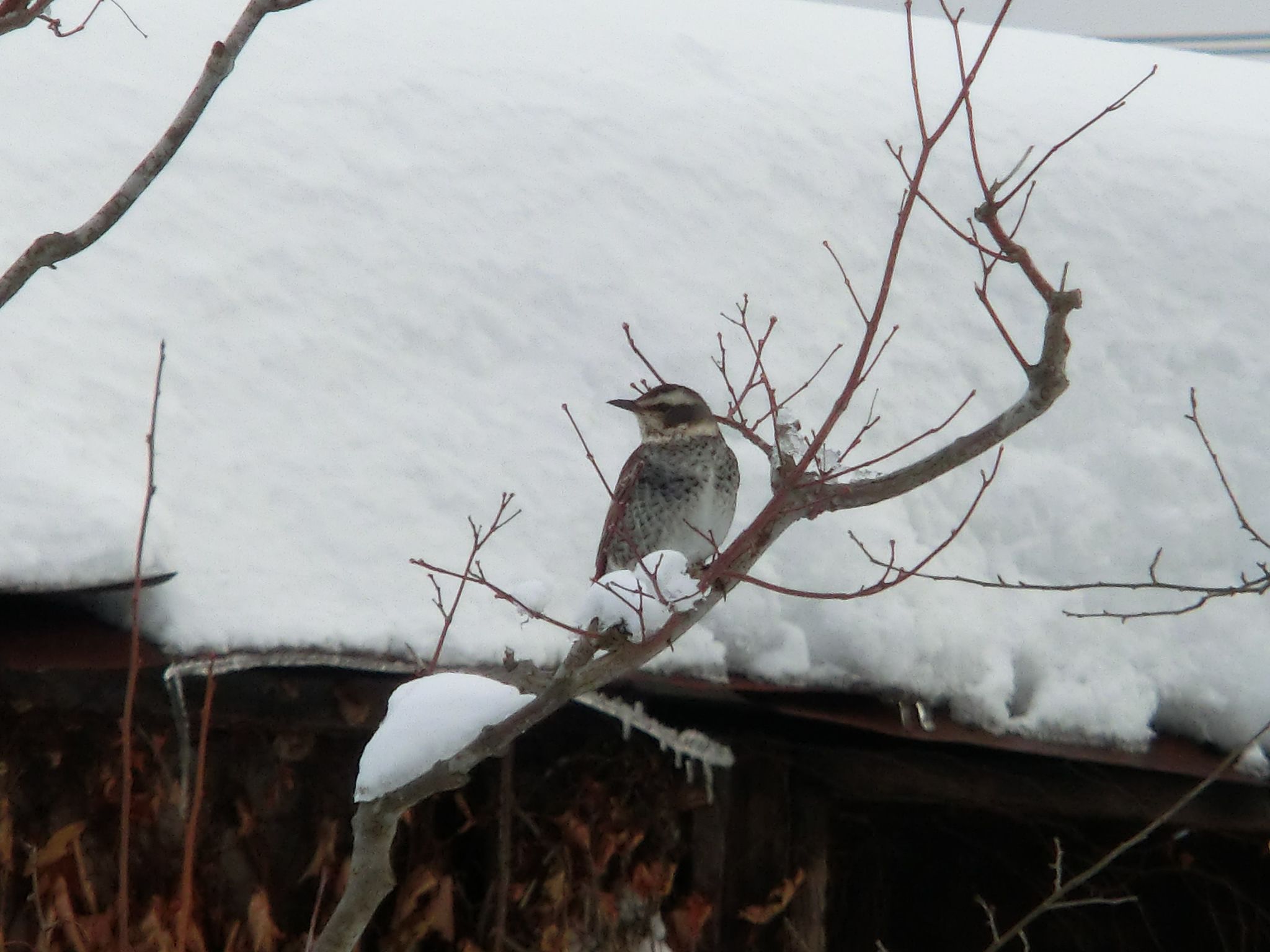 ◆今朝の野鳥　　　　＠＠＠
