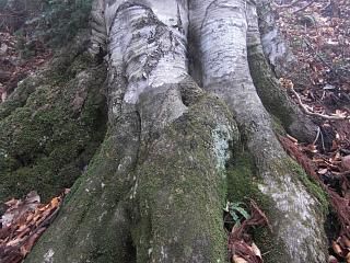 ◆文殊山のブナの原生林◆