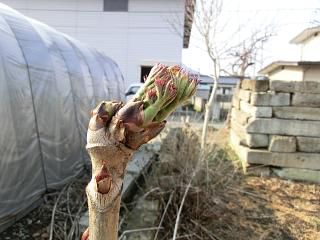 ◆本日の高畠◆