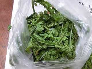 ◆山菜ようやく出始めました。◆