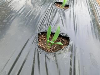 ◆本日の高畠◆