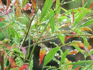 ◆恵みの雨が◆
