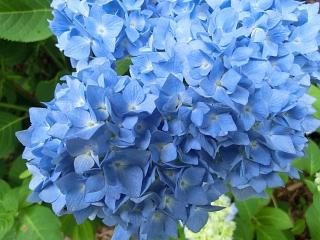 ◆アジサイが咲き始めました。◆