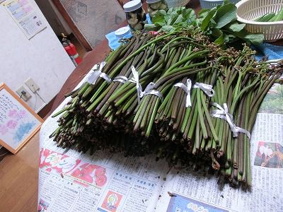 ◆最後の蕨◆