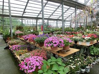 ◆新潟は花の苗の大手産地です。◆