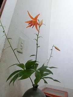 ◆ことしも車ユリ咲きました。◆
