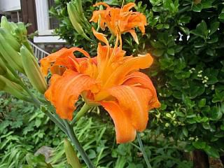 ◆カンゾウの花が咲きました◆