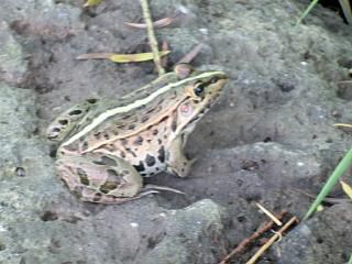 ◆我が家の殿様◆