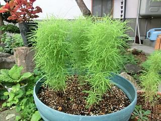 ◆まだまだ梅雨の真っ最中です。◆
