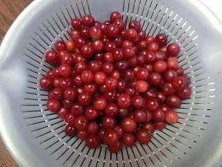 ◆山桜桃梅収穫◆