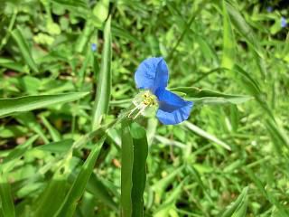 ◆野草のインキ花咲き始めました。◆