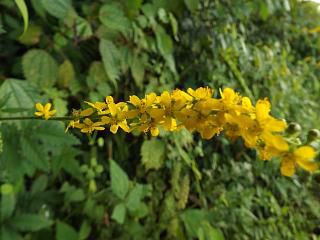 ◆山野草も秋の花が咲き始めました。◆