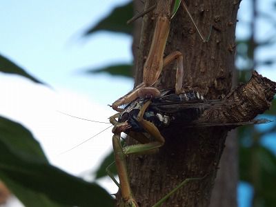 ◆凶暴なカマキリ◆