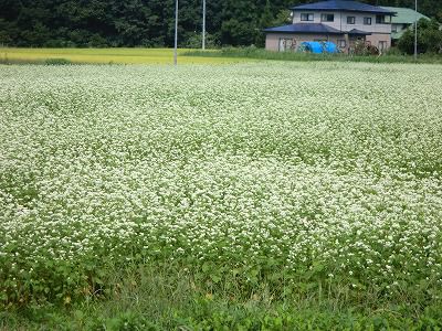 ◆そばの花が満開です。◆