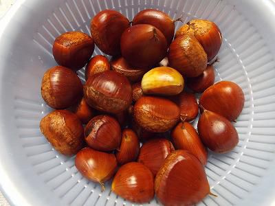 ◆秋の味覚を拾う◆