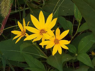 ◆菊芋の花咲き始めました。◆