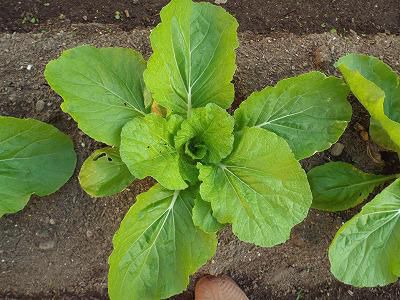 ◆秋野菜も順調です。◆