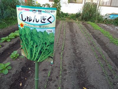 ◆秋野菜蒔きました。◆