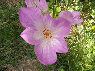 ◆不思議な花　コルチカム咲きました。◆