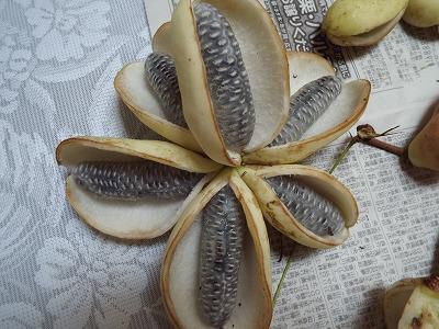 ◆面白いアケビがありました。◆