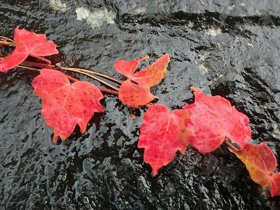 ◆今日で１0月も終わりですね◆