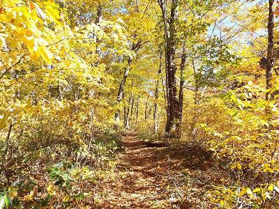◆１１月の森の散策◆