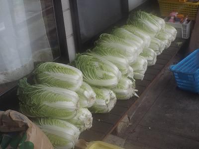 ◆我が家の白菜の収穫◆
