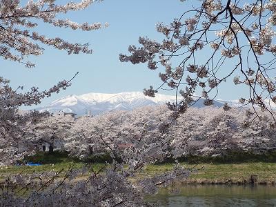◆東北の春捜し◆