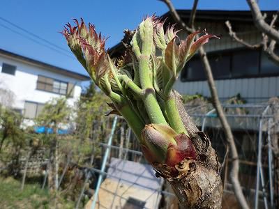 ◆高畠の春捜し◆