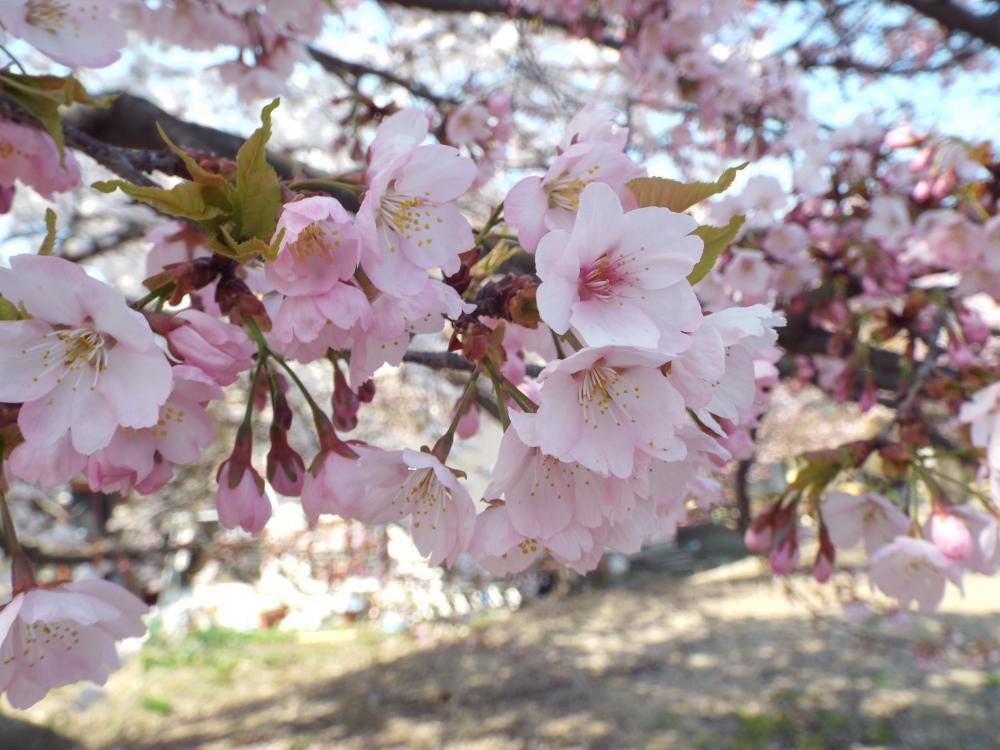 ◆高畠の桜情報◆