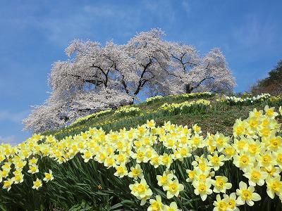 ◆高畠の桜情報◆