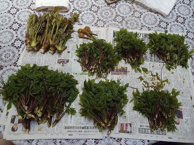 ◆高畠の春捜し◆