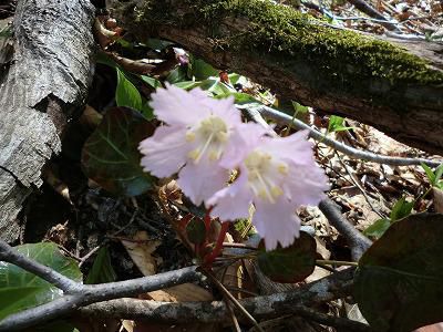 ◆山で出会った花達◆