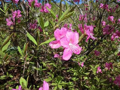 ◆山で出会った花たち◆