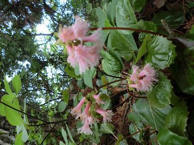 ◆山で出会った花達◆