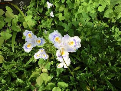 ◆里山で出あった花達◆