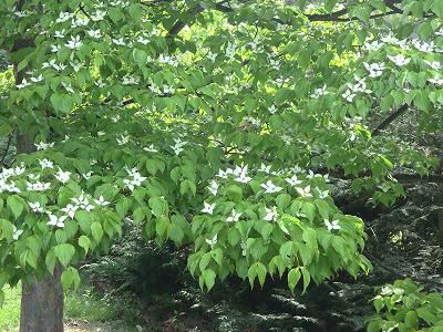 ◆樹木の花も咲いています。◆