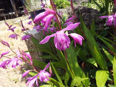 ◆この花の名は　　知らんね◆