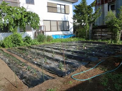 ◆畑の植え付け種蒔き完了◆