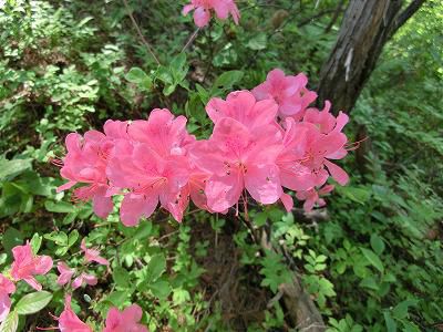 ◆町の花　つつじ　◆