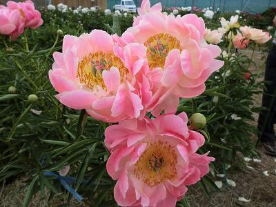 ◆立てば芍薬座ればボタン◆