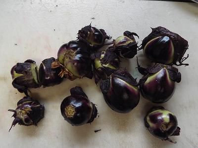 ◆薄皮丸茄子初収穫◆