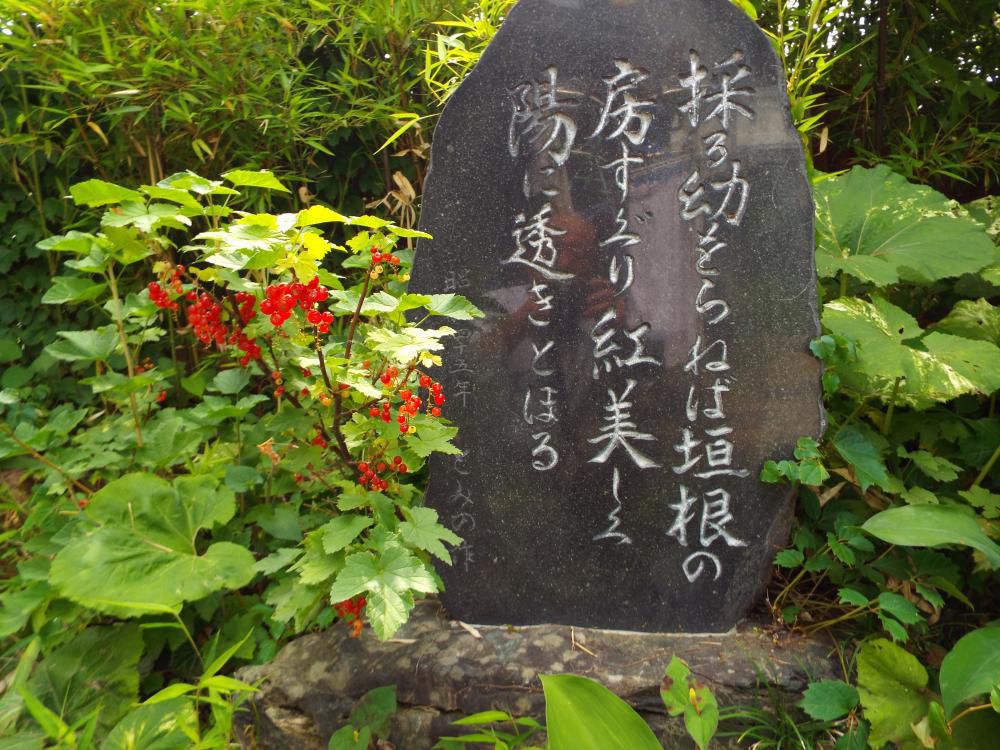 ◆スグリも熟しました。◆