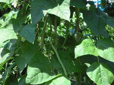 ◆いんげん豆も採り頃に◆