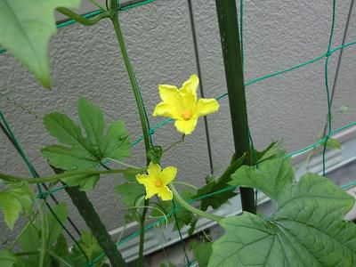 ◆ゴ--ヤの花も咲き始めました。◆