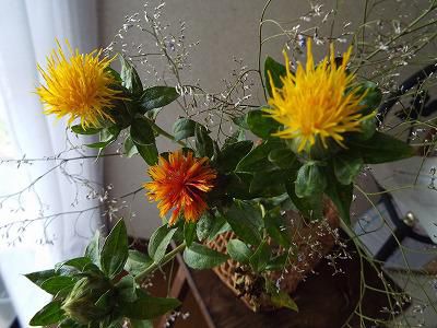 ◆山形の花ベニバナ◆