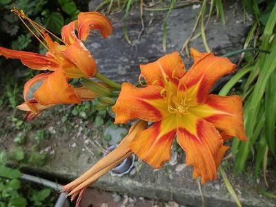 ◆野カンゾウの花◆