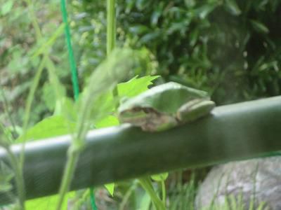 ◆ゴーヤの棚にカエルが◆