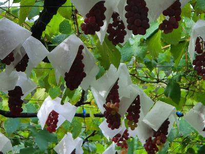 ◆日本一の生産量　デラウェアー最盛期です。◆
